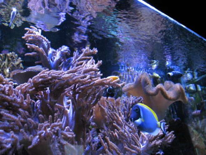 corals inverts - sarcophyton sp. - toadstool mushroom leather coral stocking in 120 gallons tank - lookin up