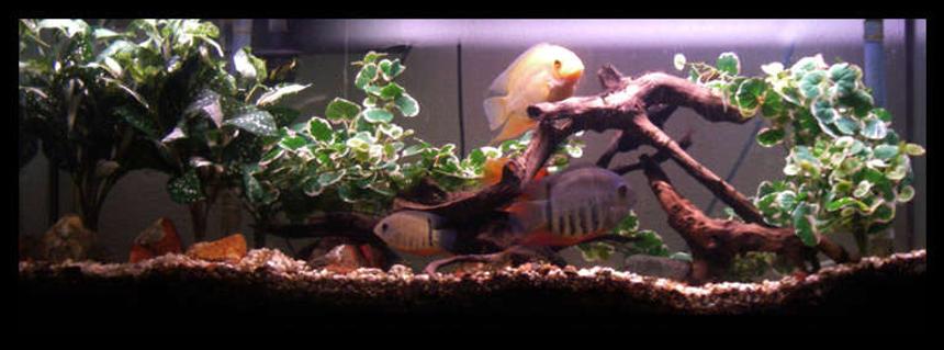 Rated #62: 55 Gallons Freshwater Fish Tank - 55 gallon setup, silk plants, driftwood and chiclids.