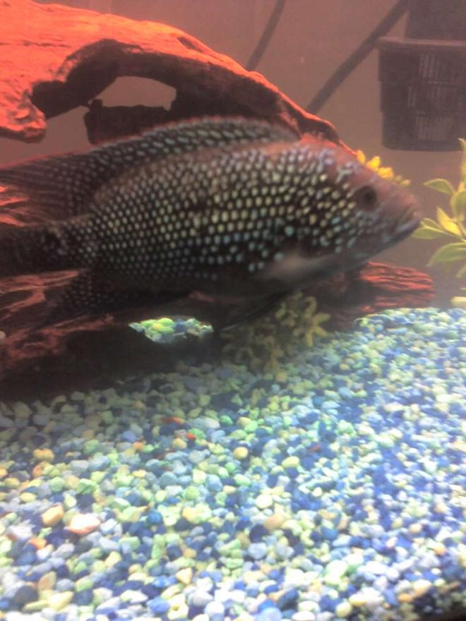 freshwater fish - nandopsis octofasciatum - jack dempsey stocking in 55 gallons tank - My Jack Dempsey