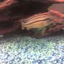 freshwater fish - melanochromis auratus - auratus cichlid stocking in 55 gallons tank - My Bumblebee Cichlid
