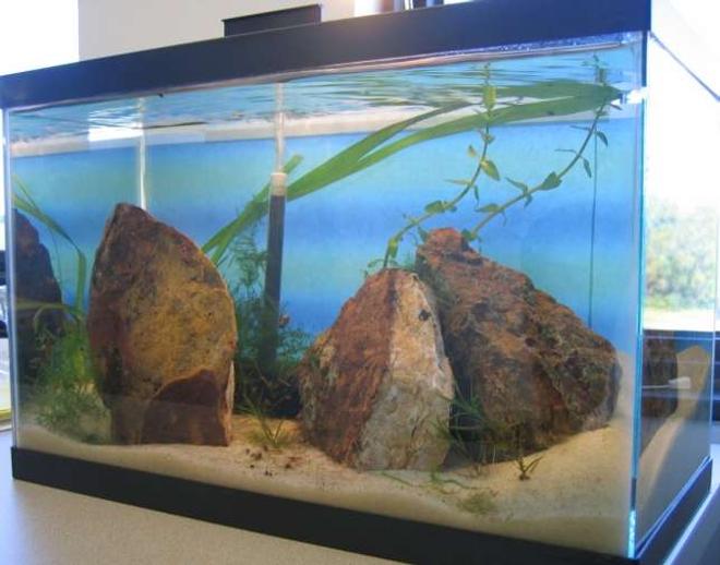 5 gallons planted tank (mostly live plants and fish) - "Humboldt" - Iwugami attempt w/ RCS, snails, Bacopa, Java Moss, Jungle Val & Najas grass.