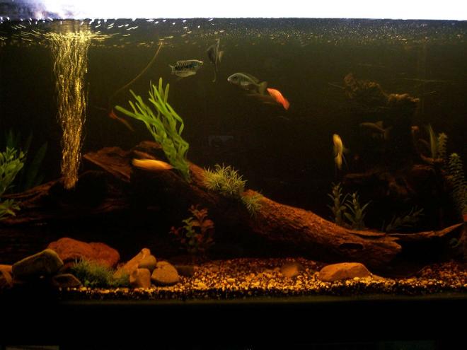 70 gallons freshwater fish tank (mostly fish and non-living decorations) - my 4ft tank with lots of fish tropicals mostly very nativ looking