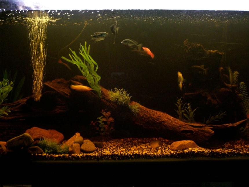 Rated #274: 70 Gallons Freshwater Fish Tank - my 4ft tank with lots of fish tropicals mostly very nativ looking