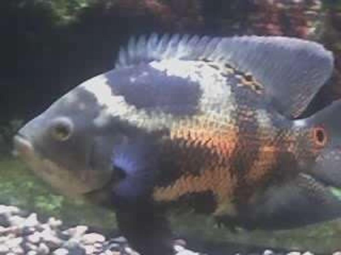 freshwater fish - astronotus ocellatus - tiger oscar stocking in 55 gallons tank - KONG THE MEANEST FISH IN MY TANK HE IS A TIGER OSCAR