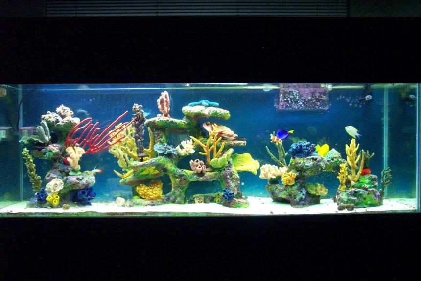 Rated #21: 150 Gallons Saltwater Fish Tank - 150 gallon All Glass Tank With Living Color Coral And Rock Work
