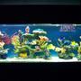 150 gallons saltwater fish tank (mostly fish, little/no live coral) - 150 gallon All Glass Tank With Living Color Coral And Rock Work