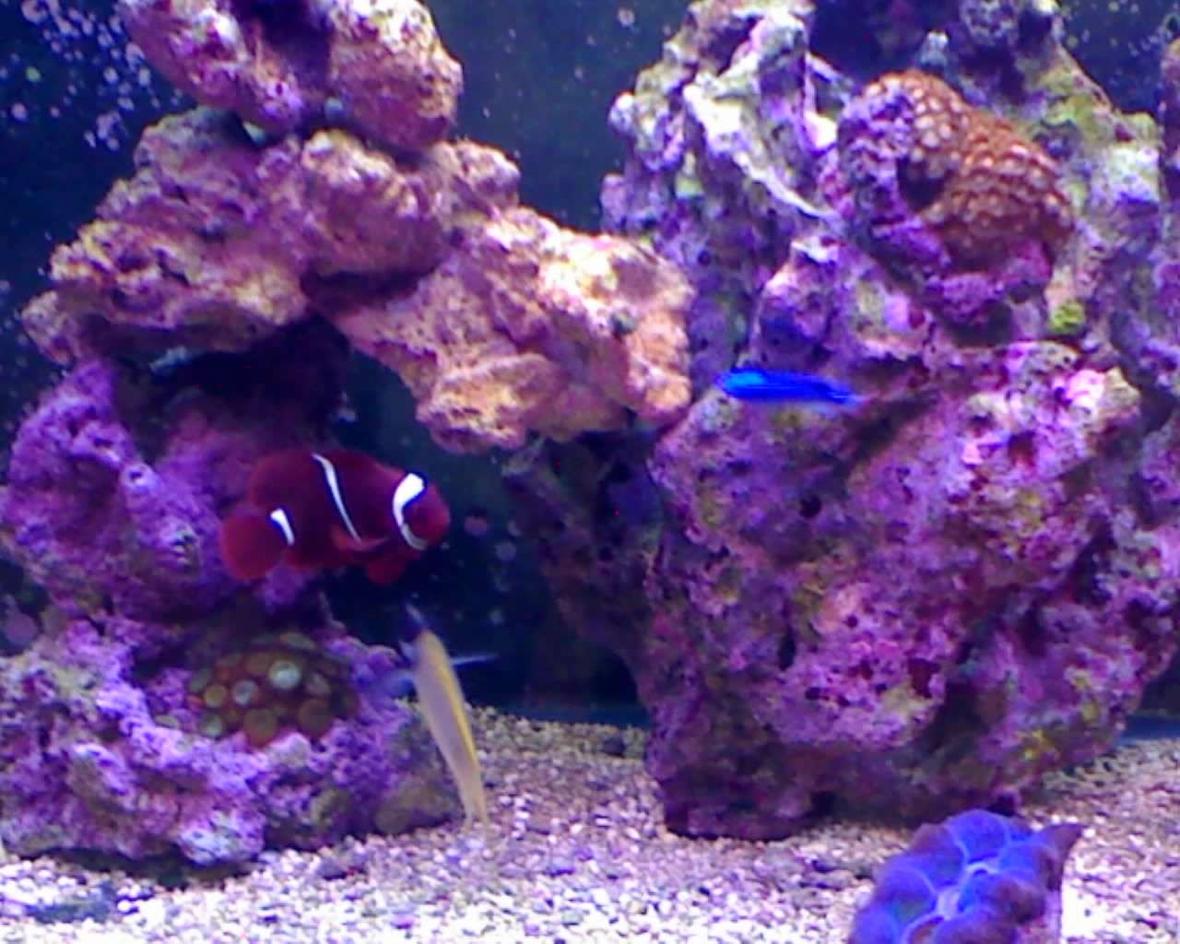 fish tank picture - 8 months new