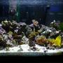55 gallons reef tank (mostly live coral and fish) - My new 55 gal shallow reef tank, thanks for your help ryan. owe ya one. shot taken at noon with 250 hqi on, and the 4 cfo's. great light!