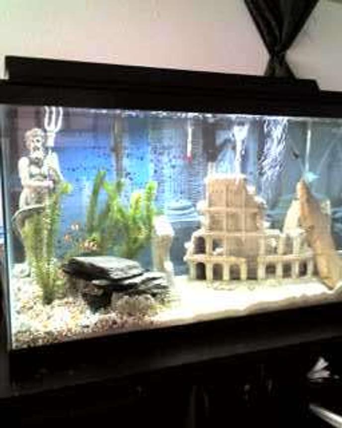 30 gallons planted tank (mostly live plants and fish) - Our "Greek" Tank