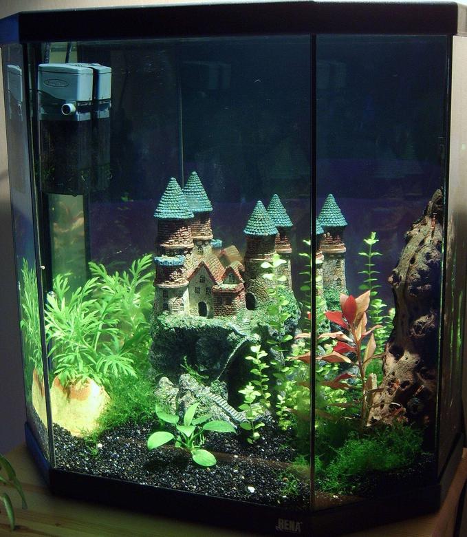 50 gallons planted tank (mostly live plants and fish) - Rena Kid Maxi Light (25L - 7 gallons)
Only Cristal Red Shrimps.
4 at the beginning but about 30 or 40 babies ! They are too small thus it is impossible to see them one this picture !