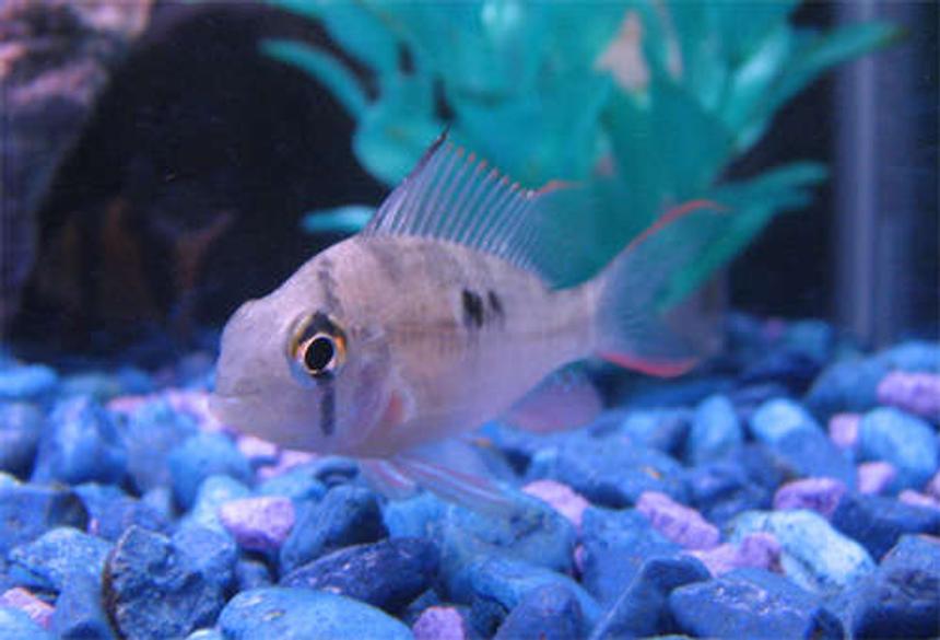 Rated #85: Freshwater Fish - Microgeophagus Altispinosa - Bolivian Ram Stocking In 55 Gallons Tank - Belliview Ram Showing Off