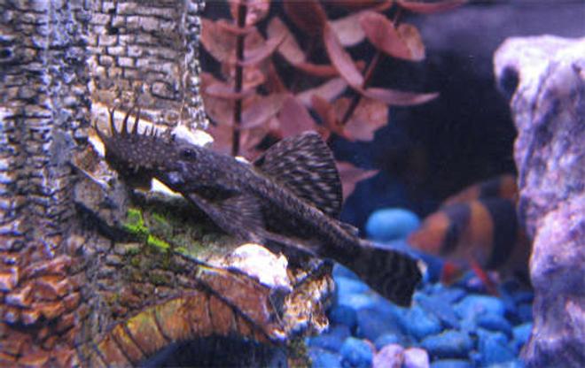 freshwater fish - ancistrus sp. - bushy nose pleco l-144 stocking in 55 gallons tank - Bristlenose Pleco