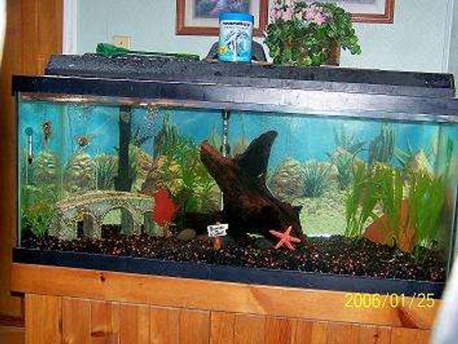 75 gallons freshwater fish tank (mostly fish and non-living decorations) - Freshwater Angels