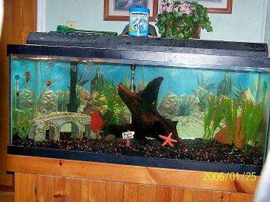 Rated #474: 75 Gallons Freshwater Fish Tank - Freshwater Angels