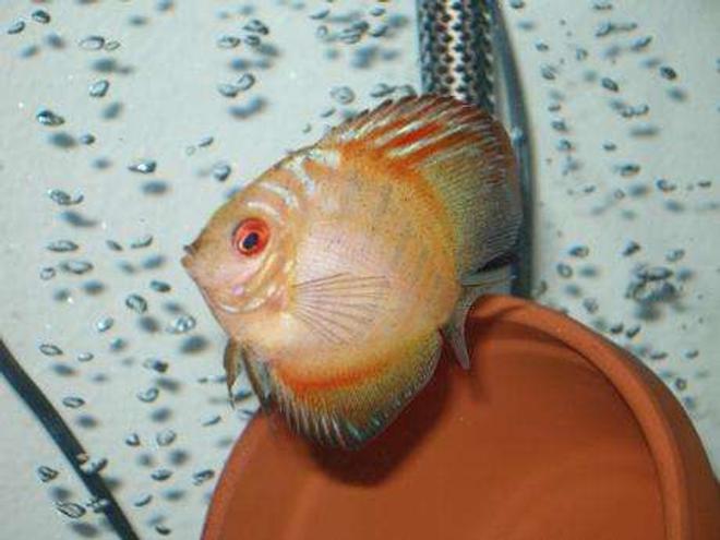 freshwater fish - symphysodon spp. - pigeon blood discus stocking in 55 gallons tank - pigeon blood discus 3"