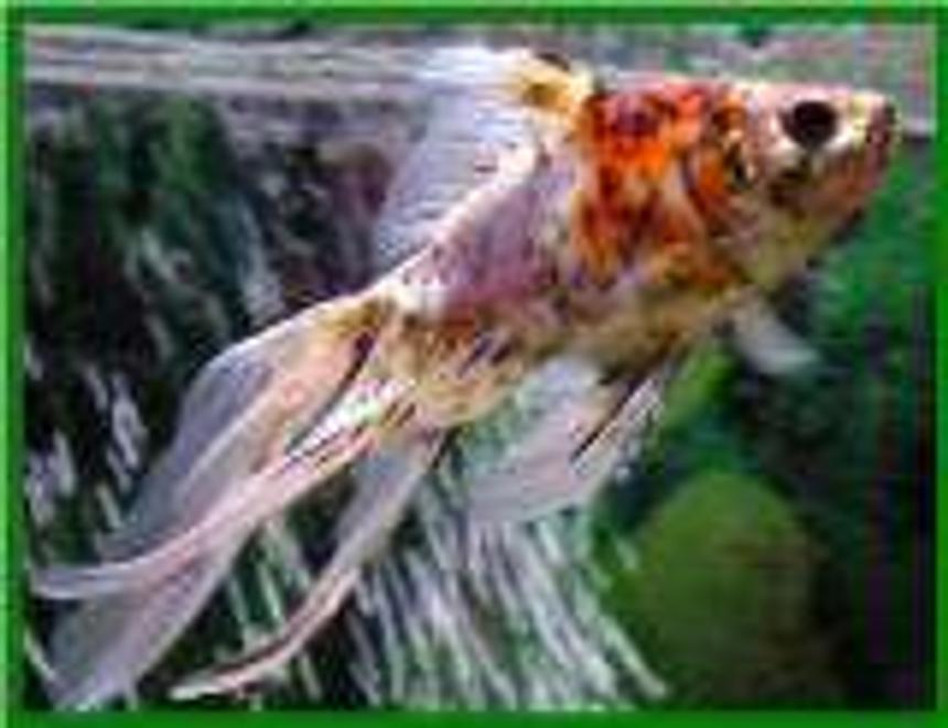 Rated #200: Freshwater Fish - Carassius Auratus - Fantail Goldfish, Calico Stocking In 65 Gallons Tank - sam, my calico fantail.