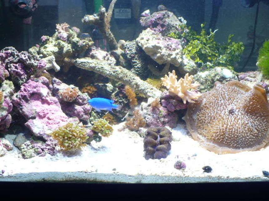 Rated #119: 55 Gallons Reef Tank - new 55 gal shallow reef