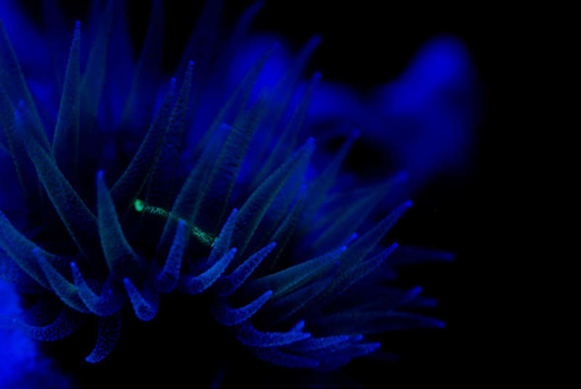 corals inverts - tubastrea micrantha - black sun coral stocking in 37 gallons tank - dendronight lights