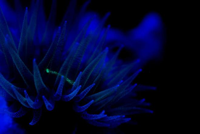 corals inverts - tubastrea micrantha - black sun coral stocking in 37 gallons tank - dendronight lights