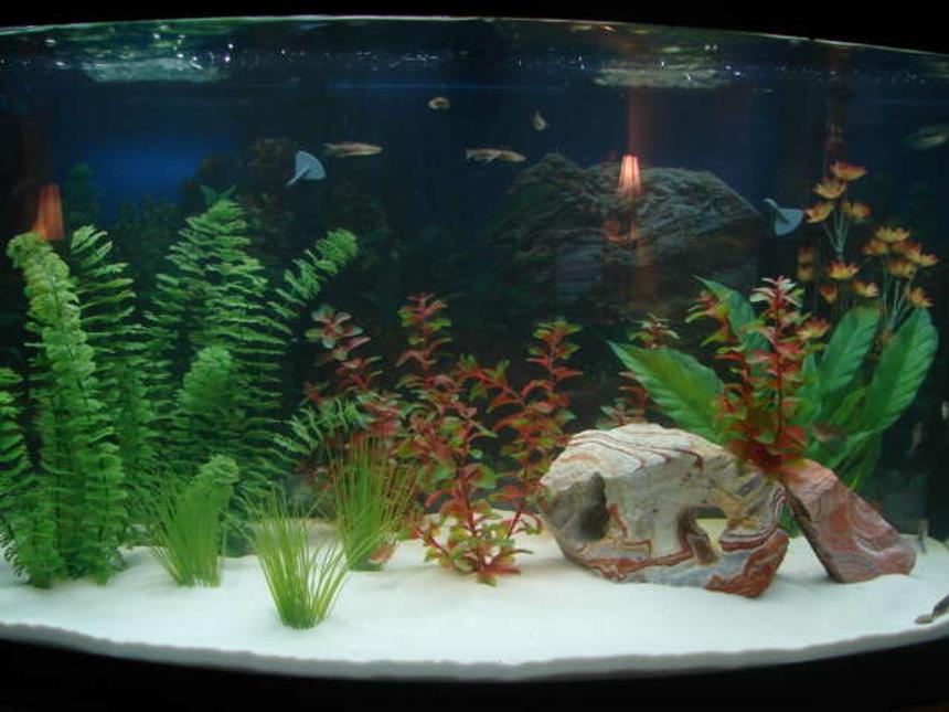 Rated #291: 46 Gallons Freshwater Fish Tank - my first attempt at a large tank