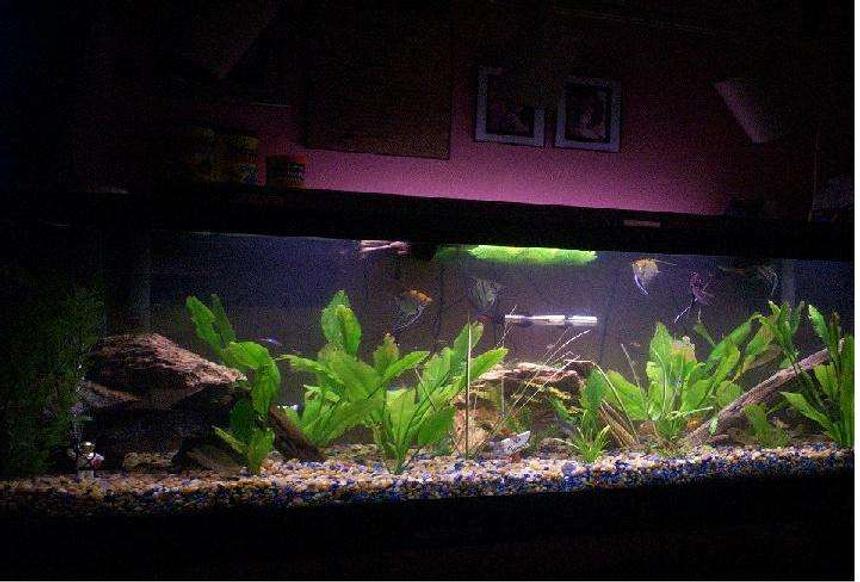 Rated #89: Freshwater Fish Tank - 125 gal - 2 aqua clear filter, 3 200 watt heaters ,and  bubbles-4 catfish (2 albino), 2 angel fish , 1 goldfish, 1 bettas, 4 silver dollars, a pleco, and 2 baby trout, and some other little tetras -amazon swords