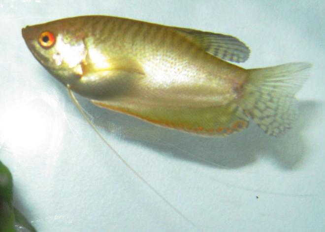 freshwater fish - trichogaster trichopterus - golden gourami stocking in 40 gallons tank - Golden Gourami