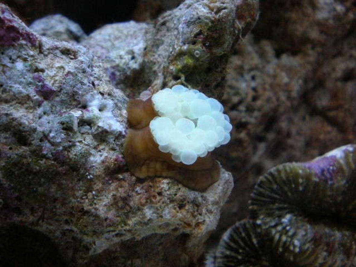 20 gallons saltwater fish tank (mostly fish, little/no live coral) - new