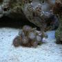 corals inverts - palythoa sp. - blue devil zoanthids stocking in 20 gallons tank - new