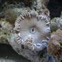 corals inverts - palythoa sp. - moonshine palys stocking in 20 gallons tank - new