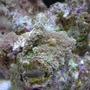 corals inverts - ricordea florida - ricordea mushroom stocking in 20 gallons tank - new