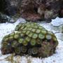 corals inverts - zoanthus sp. - green polyps stocking in 20 gallons tank - new