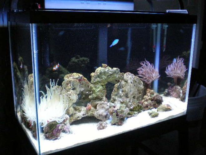 20 gallons reef tank (mostly live coral and fish) - new