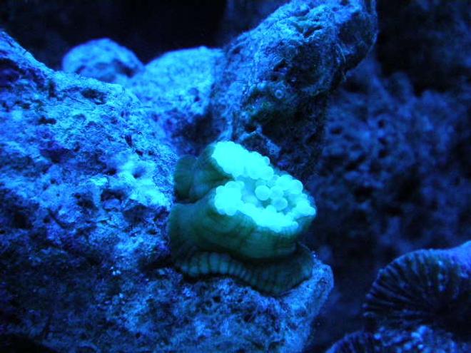 corals inverts - mycedium sp. - green eyed cup coral stocking in 20 gallons tank - new