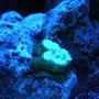 corals inverts - mycedium sp. - green eyed cup coral stocking in 20 gallons tank - new