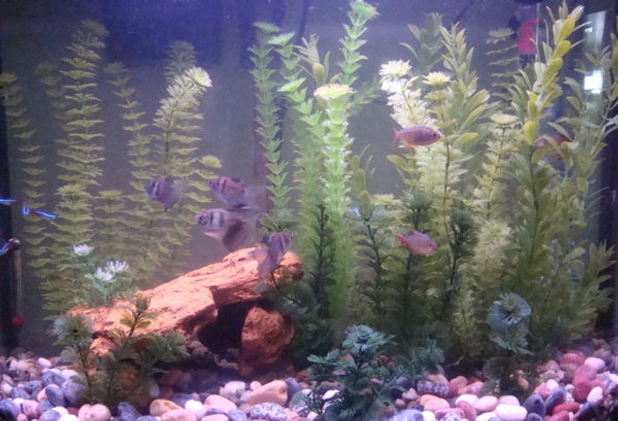 freshwater fish - gymnocorymbus sp. - black skirt tetra stocking in 26 gallons tank - This is my 26 gallon tank. I believe it's about the 4th version of decorating that I've had in the 5 months or so I've had the tank.