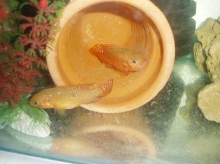 freshwater fish - hemichromis bimaculatus - jewel cichlid stocking in 70 gallons tank - Hemichromis bimaculatus oeuf + couple