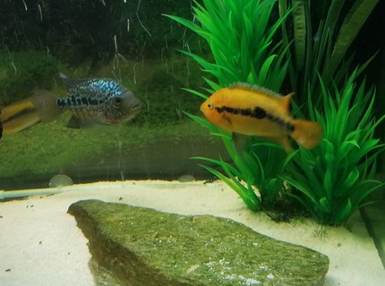 freshwater fish stocking in 125 gallons tank - Rainbow Cichlid (male)