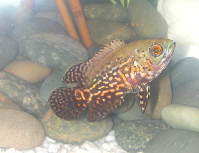 freshwater fish - astronotus ocellatus - zebra oscar stocking in 75 gallons tank - Oscar - Fresh from store
-just ate 3 of my bleeding heart tetras