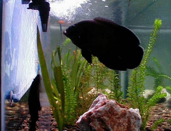 freshwater fish - astronotus ocellatus - red oscar stocking in 55 gallons tank - Ozzy and the Pleco