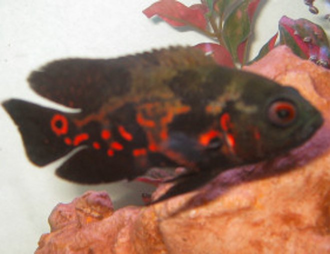 freshwater fish - astronotus ocellatus - tiger oscar stocking in 18 gallons tank - Tiger Oscar (Astronotus Ocellatus)