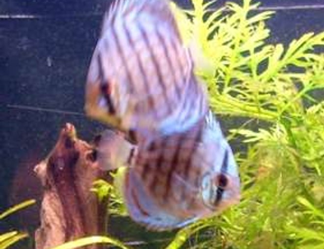 freshwater fish - symphysodon spp. - red turquoise discus stocking in 98 gallons tank - Young Torquoise.