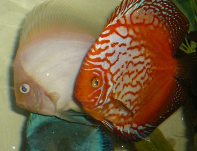 freshwater fish - symphysodon spp. - red leopard discus - The big boys out cruisin' for chicks