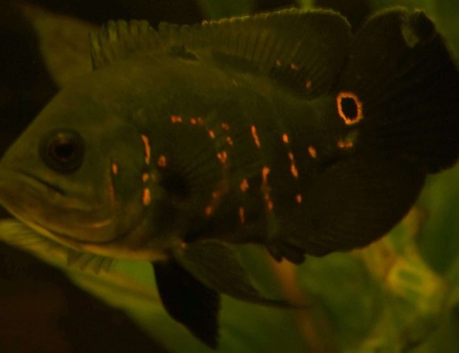 freshwater fish - astronotus ocellatus - tiger oscar stocking in 47 gallons tank - Here is my Oscar :)