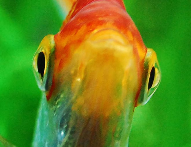 freshwater fish - pterophyllum sp. stocking in 75 gallons tank - Angelfish