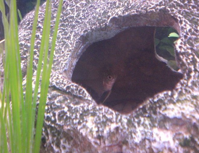 freshwater fish - pterophyllum sp. stocking in 55 gallons tank - my funny yellow angel again being shy