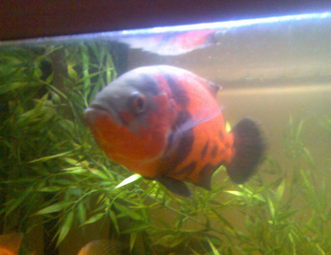 freshwater fish - astronotus ocellatus - red oscar stocking in 100 gallons tank - manson