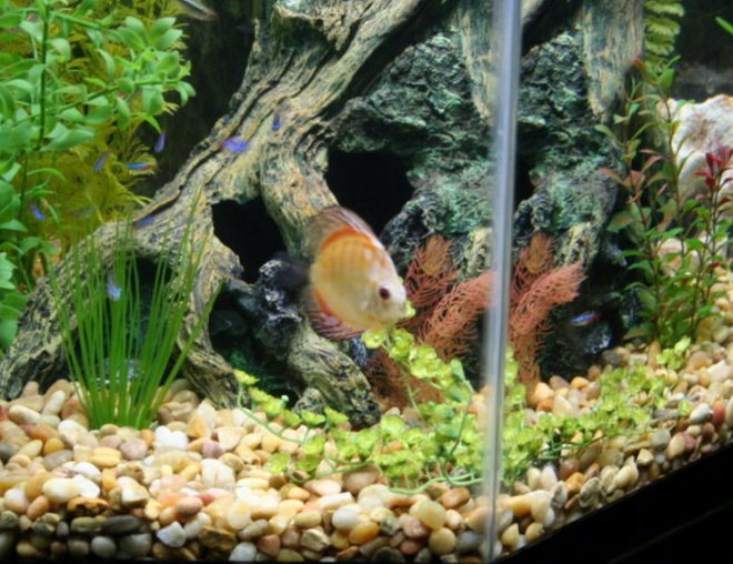 freshwater fish - symphysodon sp. - yellow marlboro discus stocking in 44 gallons tank - Discus