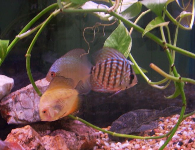 freshwater fish - symphysodon sp. - yellow marlboro discus stocking in 55 gallons tank - discus fish in my tank
