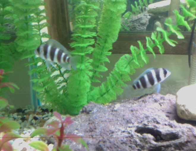 freshwater fish - cyphotilapia frontosa - frontosa cichlid stocking in 40 gallons tank - frontosas