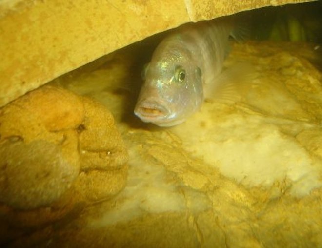 freshwater fish stocking in 70 gallons tank - incubation cichlid malawi